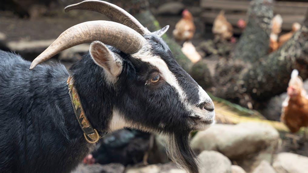 施設内には動物がたくさんいます。