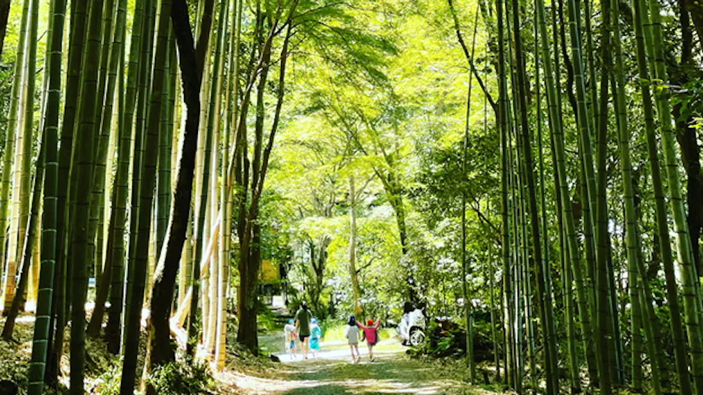 園所有の野外施設「たけのこ山」