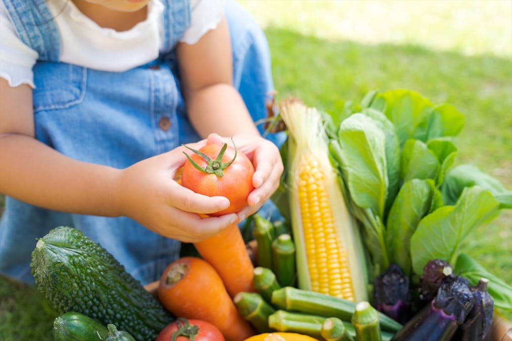 畑で季節ごとの野菜を育てています