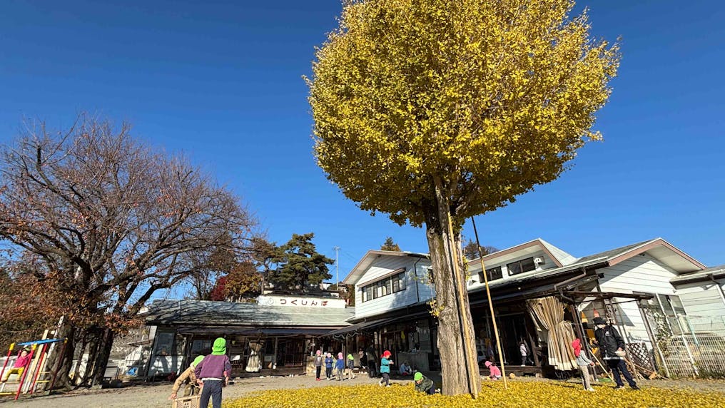 シンボルツリーはイチョウの木