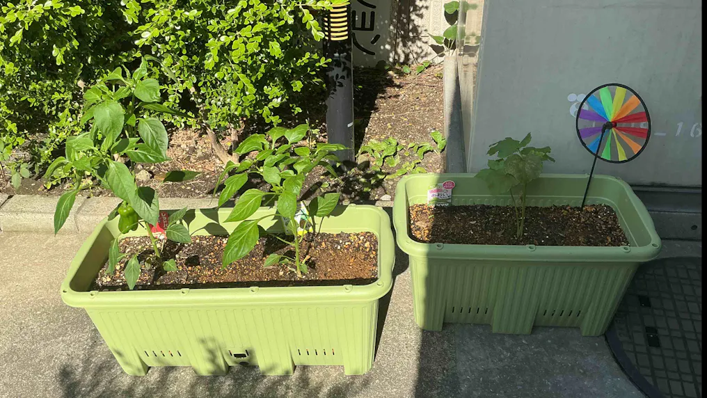 食育活動の一環として野菜を栽培しています
