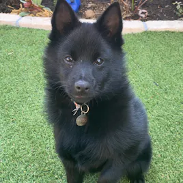 共同代表・シーふぉん