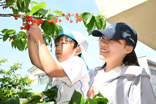 園内のさくらんぼ🍒を収穫し、おいしくいただきました🌈