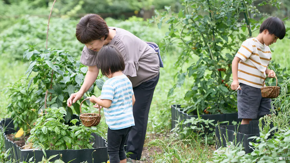 家庭菜園で育てて収穫して調理して食べる！