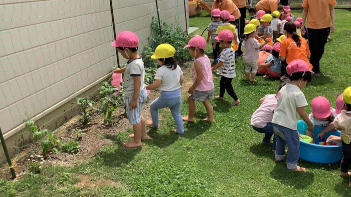 園庭では子ども達と植えた野菜を育てています
