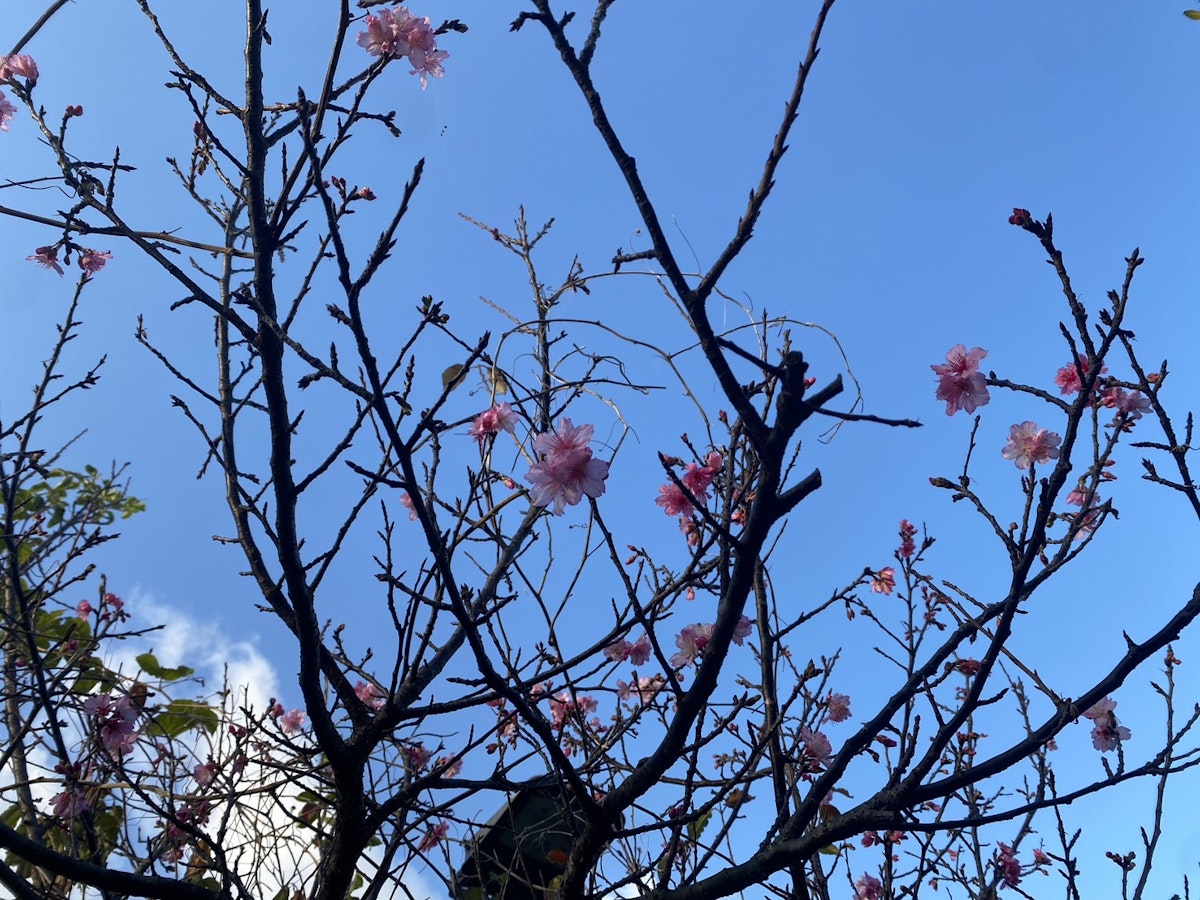 桜.jpg