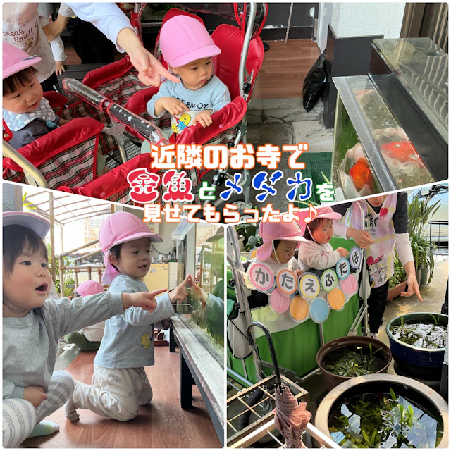 すっかり桜が咲き誇る季節🌸