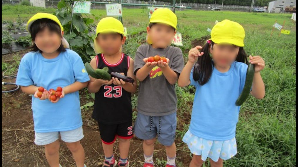 野菜が大豊作