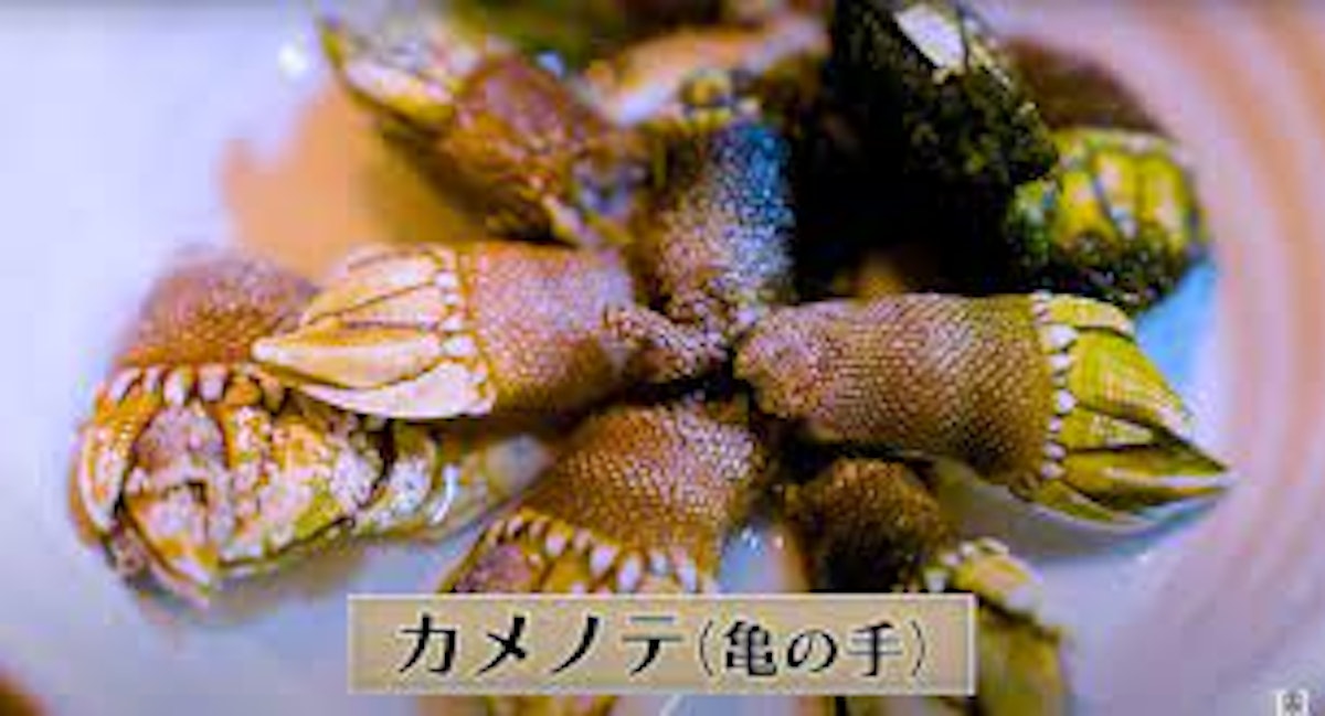 亀の手.jpg